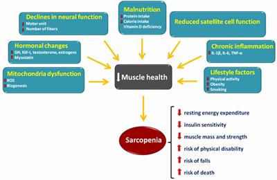 Biochemical Pathways of Sarcopenia and Their Modulation by Physical Exercise: A Narrative Review